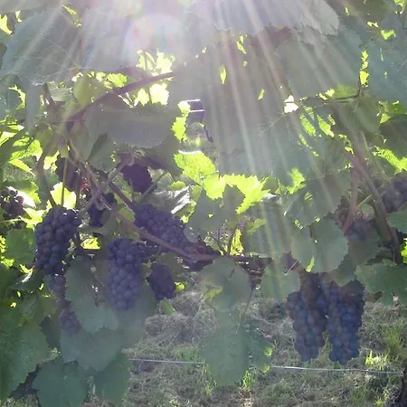 Am Weinberg Lejlighed Mainstockheim